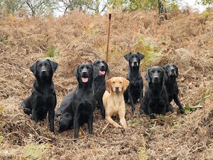 Matt Starr - Licensed Labrador breeder