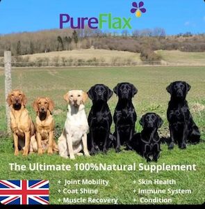 Beth Lawley - Labrador breeder