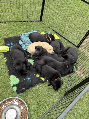 Gary fawcett - Labrador breeder