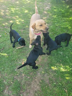 Sophie Taylor - Licensed Labrador Breeder