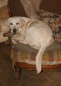 Julie white - Licensed Labrador Breeder