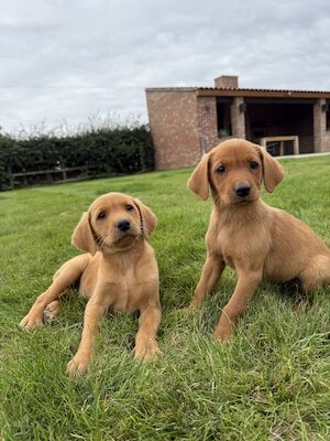 Tracy Flinders - Licensed Labrador breeder