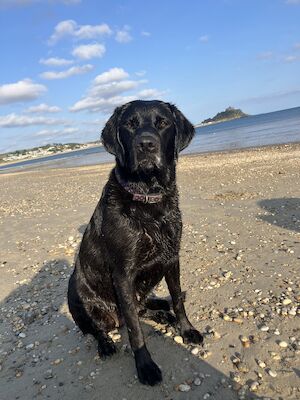 Ellie - Licensed Labrador Breeder