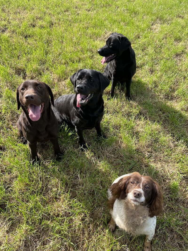 Amy - Licensed Labrador Breeder