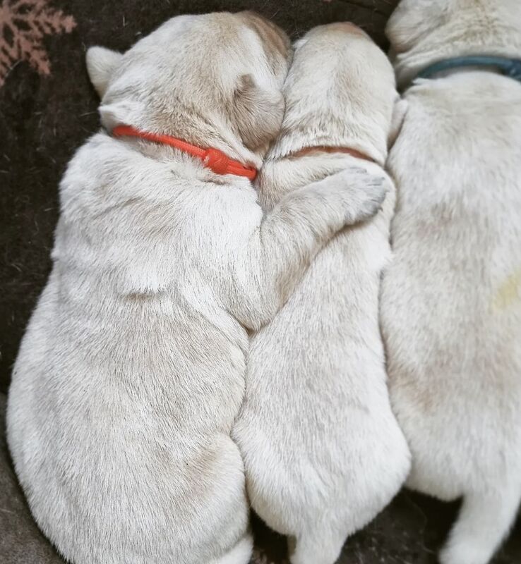 Jonathan Suh - Labrador breeder