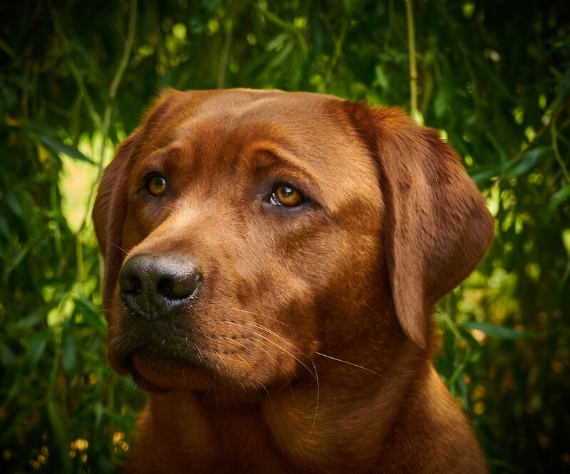 Kennel Club Registered Labrador Puppies For Sale Kennel Club Registered Labrador Puppies For Sale