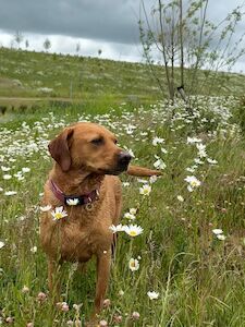 Stacey Weeks - Labrador breeder