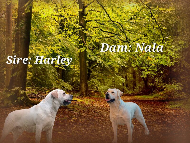 Prudence ILLENE - Labrador breeder