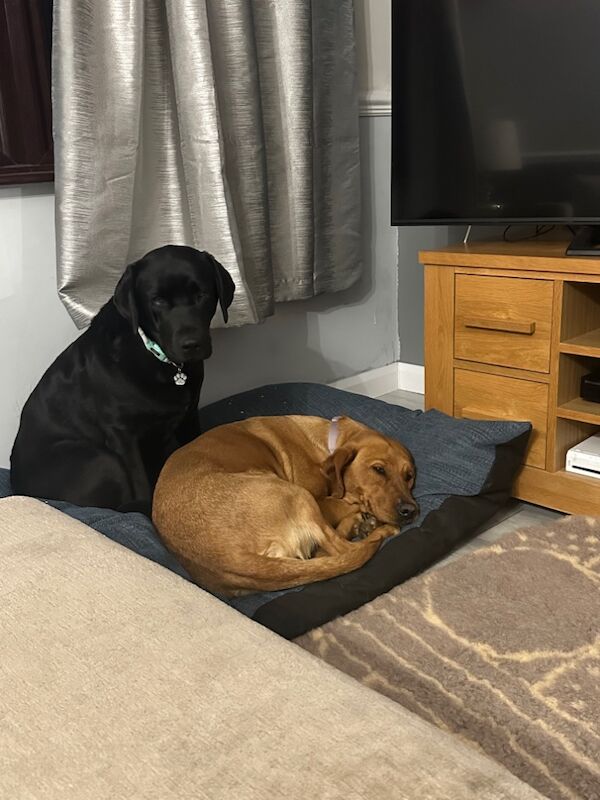 Aimee - Private Seller on Labrador Owners - Image 1