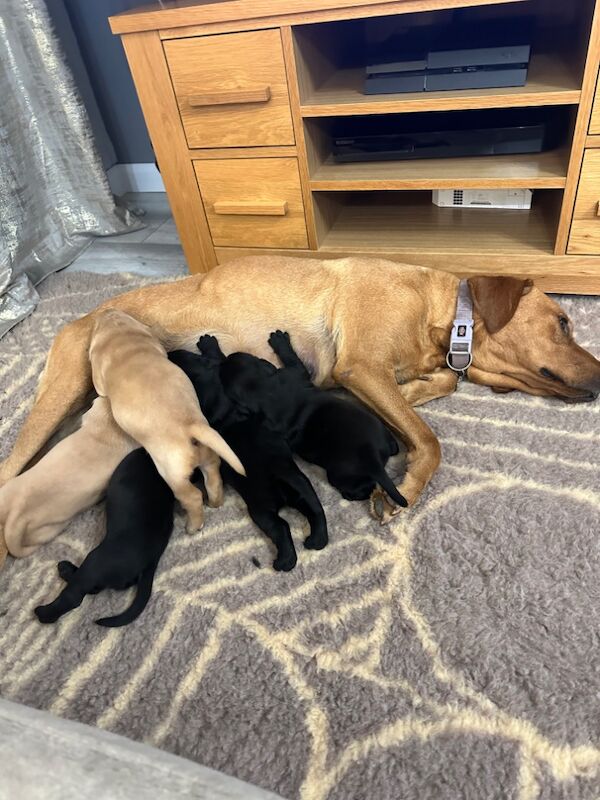 Aimee - Private Seller on Labrador Owners - Image 3