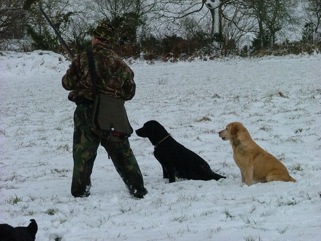 Amanda Jones - Labrador Breeder on Labrador Owners - Image 1