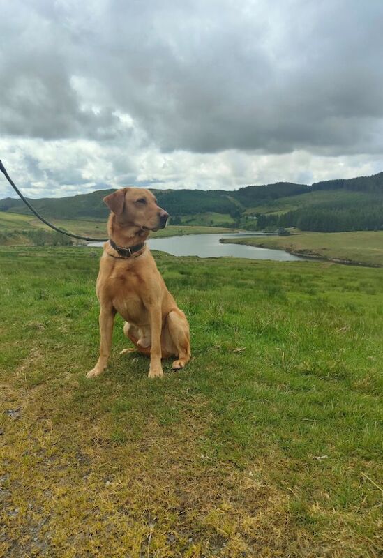 Amanda Jones - Labrador Breeder - Image 2