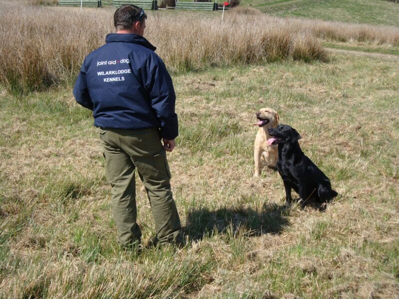 Amanda Jones - Labrador Breeder on Labrador Owners - Image 3