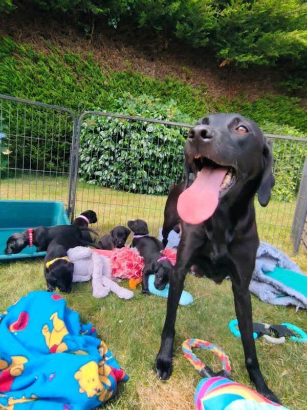 Amanda Jones - Labrador Breeder on Labrador Owners - Image 4