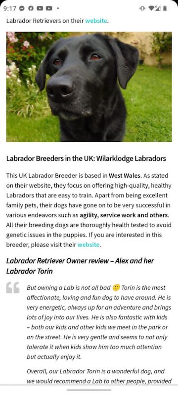 Amanda Jones - Labrador Breeder on Labrador Owners - Image 5