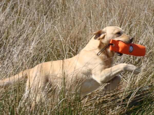 Amanda Jones - Labrador Breeder on Labrador Owners - Image 6