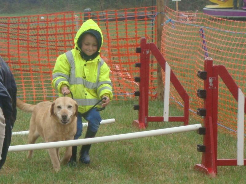 Amanda Jones - Labrador Breeder - Image 7