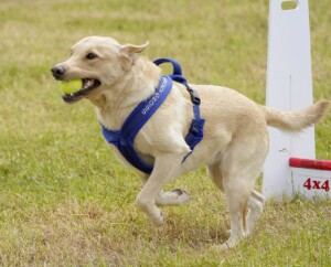 Amanda Jones - Labrador Breeder on Labrador Owners - Image 8