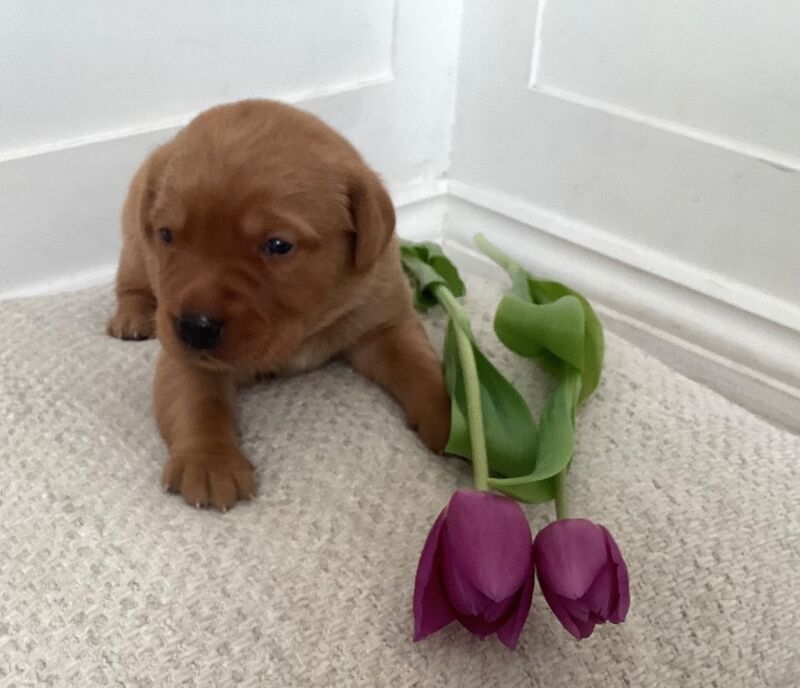 Ana - Private Seller in London  on Labrador Owners - Image 1