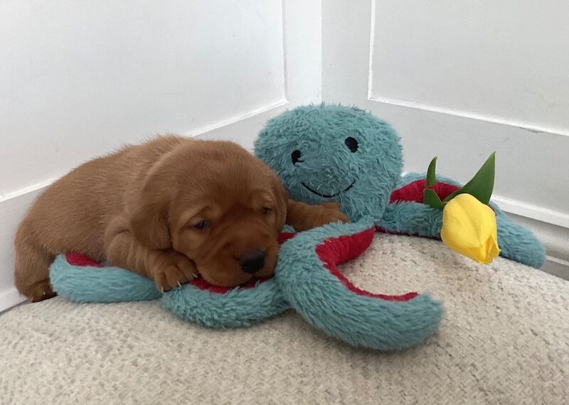 Ana - Private Seller in London  on Labrador Owners - Image 2