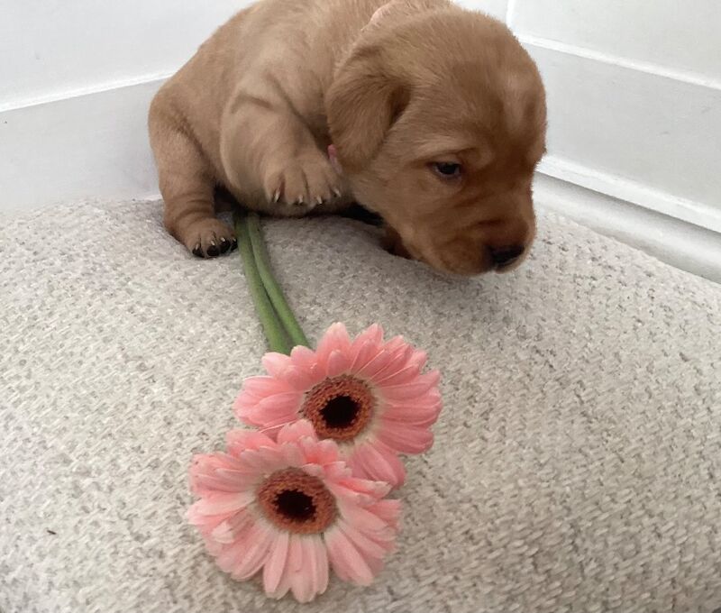 Ana - Private Seller in London  on Labrador Owners - Image 3