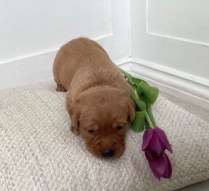 Ana - Private Seller in London  on Labrador Owners - Image 4