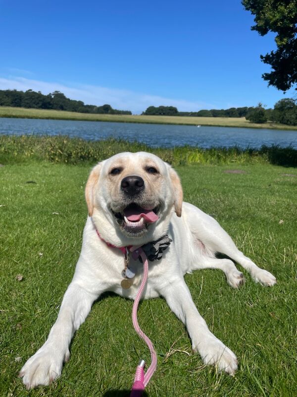 Beth - Private Seller on Labrador Owners - Image 1