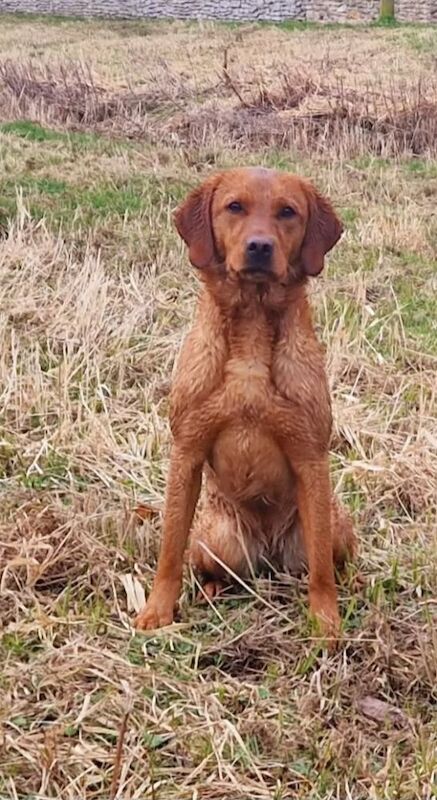 Beth Lawley - Labrador Breeder on Labrador Owners - Image 1