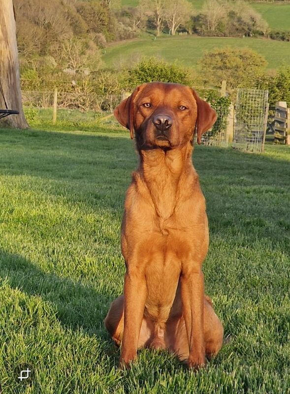 Beth Lawley - Labrador Breeder on Labrador Owners - Image 2