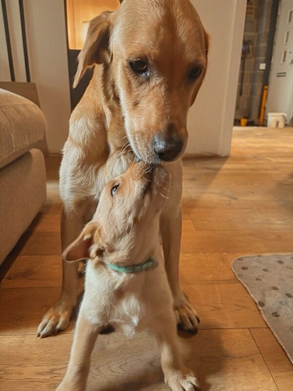 Chelsie Bell - Private Seller on Labrador Owners - Image 1