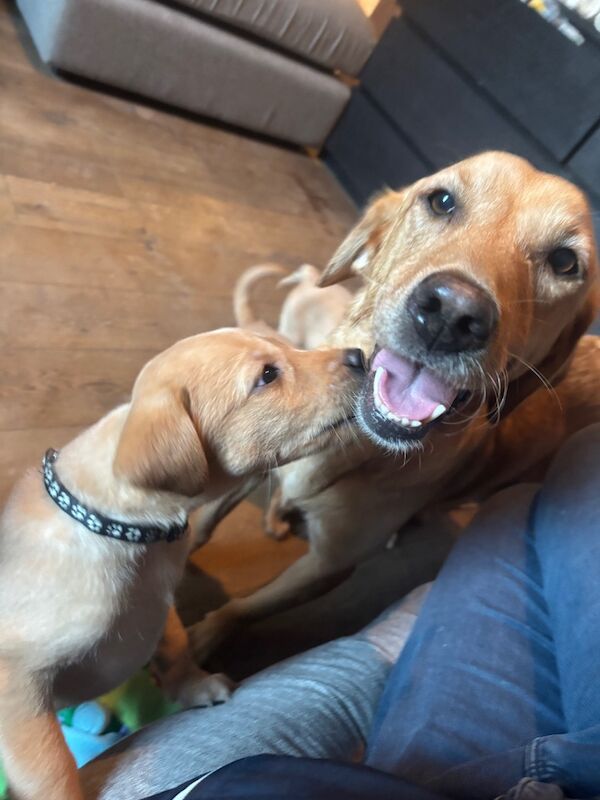 Chelsie Bell - Private Seller on Labrador Owners - Image 2