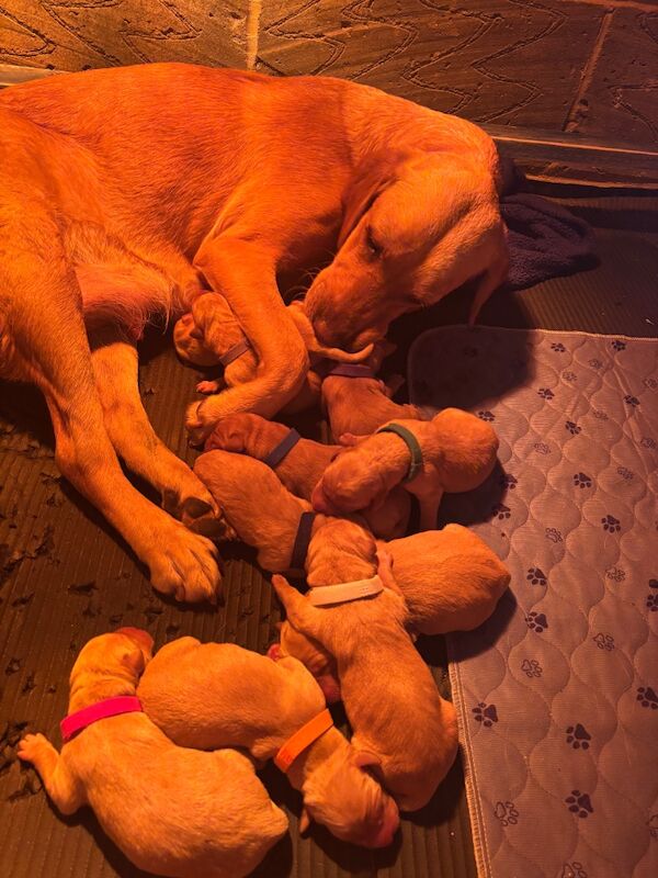 Chelsie Bell - Private Seller on Labrador Owners - Image 3