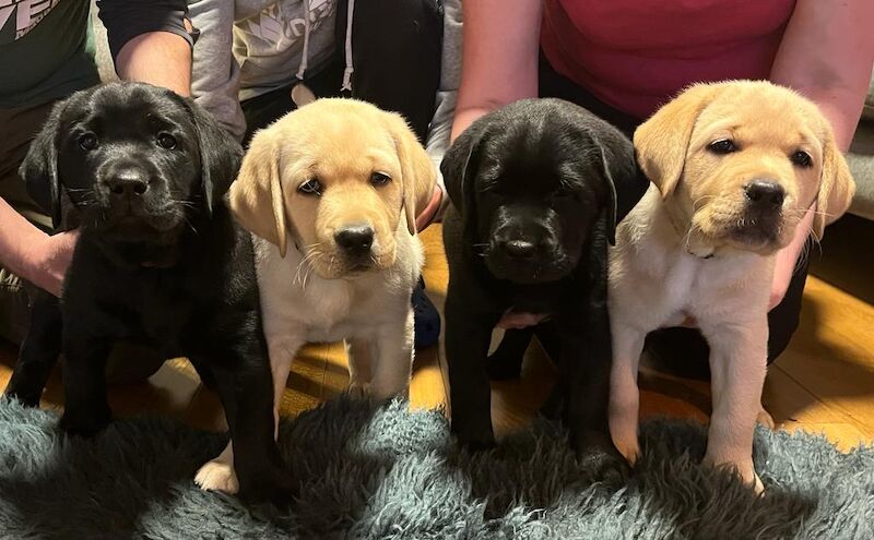 Claire Coates - Labrador Breeder - Image 1