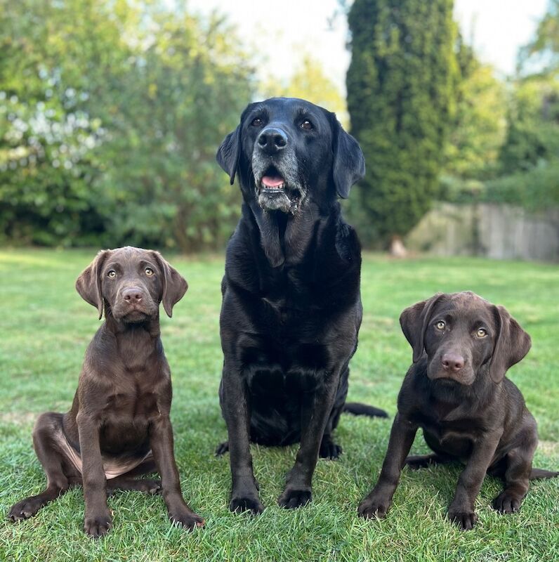 Clare Moore - Licensed Labrador Breeder - Image 1