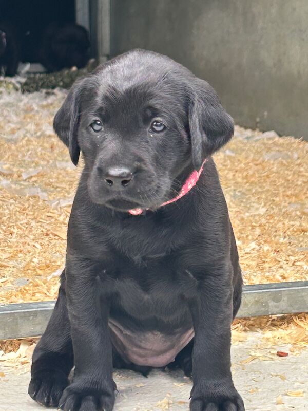 Clare Moore - Licensed Labrador Breeder on Labrador Owners - Image 2