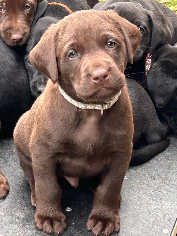 Clare Moore - Licensed Labrador Breeder - Image 3