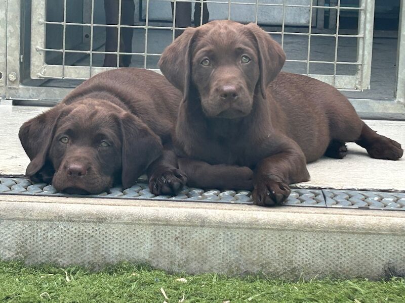 Clare Moore - Licensed Labrador Breeder - Image 4