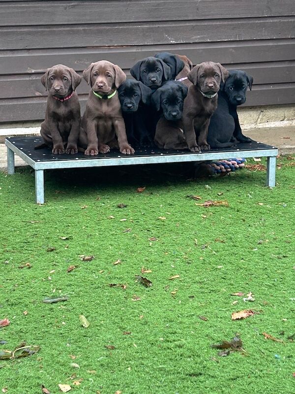 Clare Moore - Licensed Labrador Breeder on Labrador Owners - Image 5