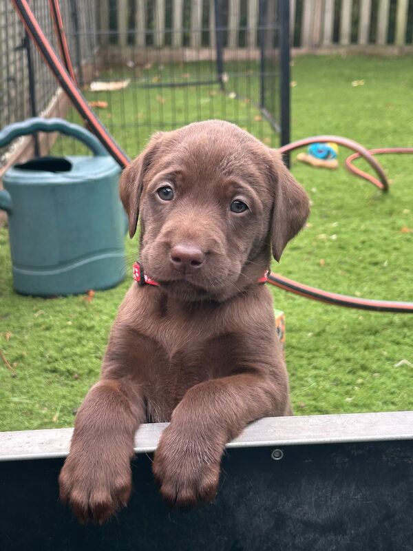 Clare Moore - Licensed Labrador Breeder - Image 6