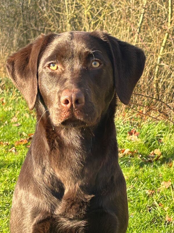 Clare Moore - Licensed Labrador Breeder - Image 7