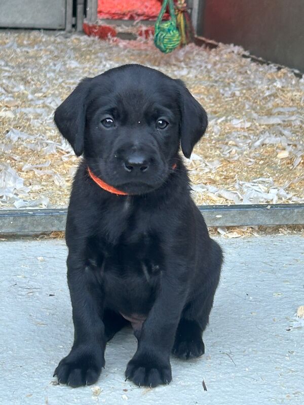Clare Moore - Licensed Labrador Breeder on Labrador Owners - Image 8