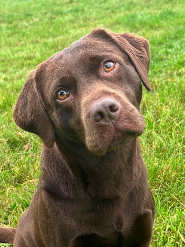 Clare Moore - Licensed Labrador Breeder - Image 9