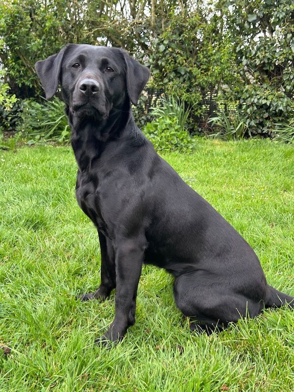Clare Moore - Licensed Labrador Breeder - Image 10