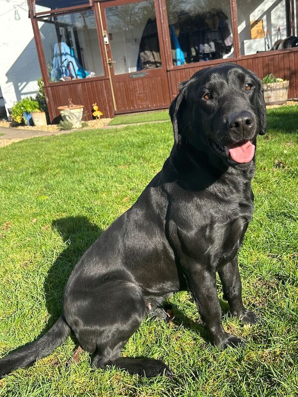 Clare Moore - Licensed Labrador Breeder - Image 11