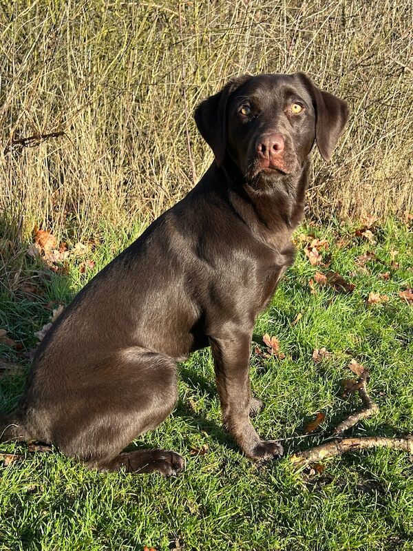 Clare Moore - Licensed Labrador Breeder - Image 12
