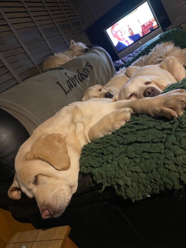 Coleen Thomson - Licensed Labrador Breeder on Labrador Owners - Image 3