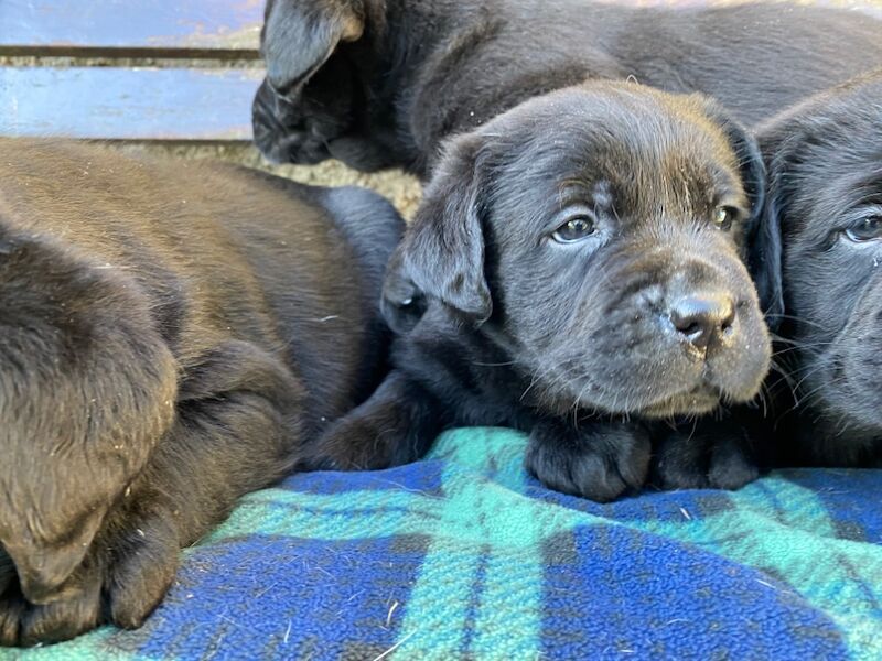 Coleen Thomson - Licensed Labrador Breeder - Image 4