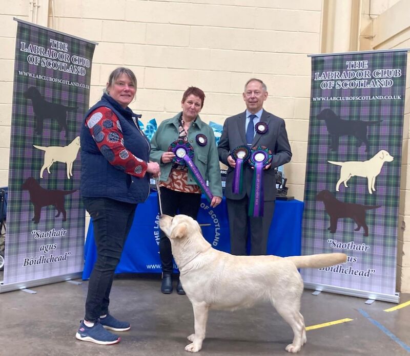 Coleen Thomson - Licensed Labrador Breeder on Labrador Owners - Image 9
