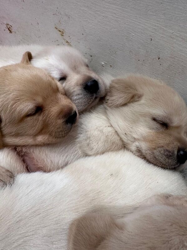 Cindy Burnett - Licensed Labrador Breeder on Labrador Owners - Image 1