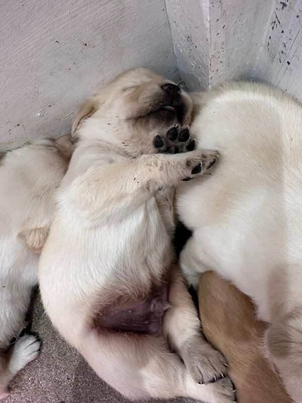 Cindy Burnett - Licensed Labrador Breeder - Image 2